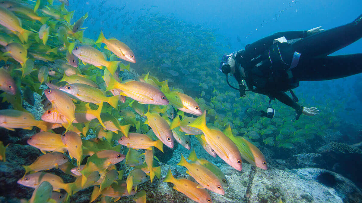 معلومات تهمك عن السياحة في جزر سيشل معلومات تهمك عن السياحة في جزر سيشل